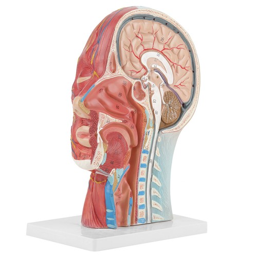 Anatomical brain model - anatomical,