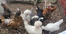 Polish hatching eggs - 12,