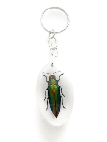 Jewel beetle resin keychain - beetle,