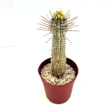 Euphorbia Mammillaris