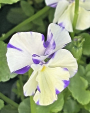 Viola rebecca plant 8cm pot