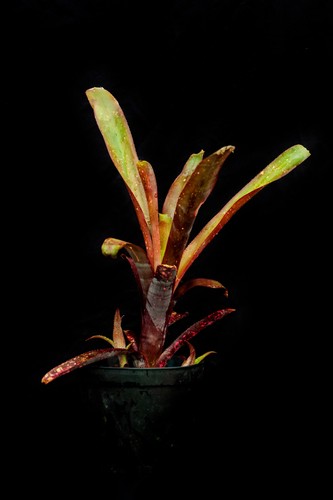 Billbergia afterglow - billbergia, "afterglow"
