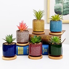 T4u 6cm succulent - 6cm, plant