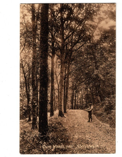 Aberystwyth cwm woods - aberystwyth,
