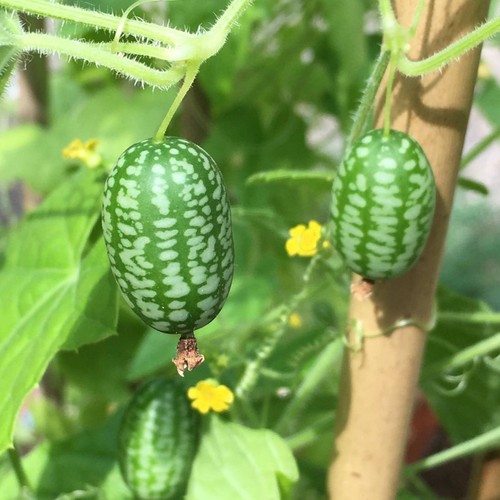 Cucamelon plant 9cm - 9cm, pot