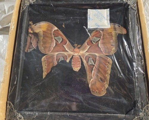Insect taxidermy attacus atlas - insect,