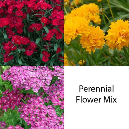 Litre plant perennial - x,