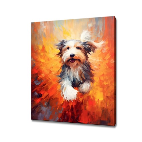 Bearded collie dog - bearded, colourful
