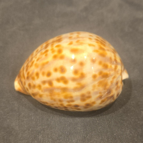 Large spotted cowrie - cowrie, shell