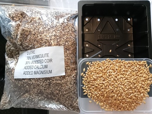 Organic oat wheat barley grow - oat,