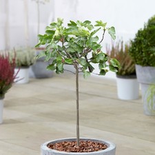 Ficus Little Miss Figgy Patio Tree Outdoor Garden Fruit Tree Plant in 3L Pot