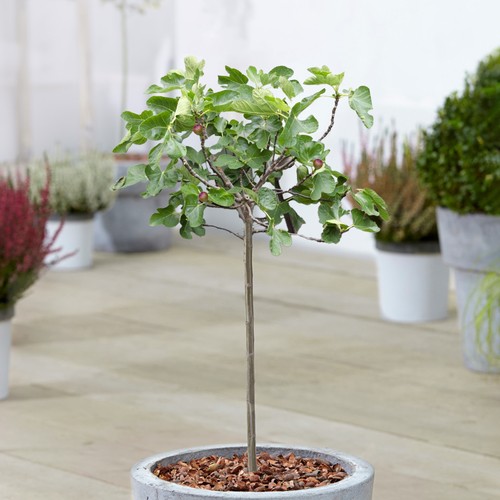 Ficus little miss figgy - little,