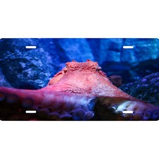 Octopus Novelty Vanity Front License Plate - Man Cave - She Shed - Animals - Art