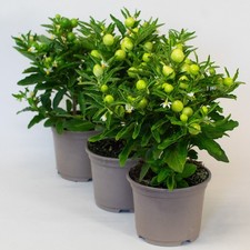 3 x Solanum Supplied in 10.5cm Nursery Pots