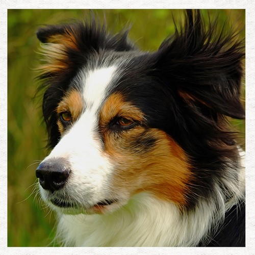 Dog welsh collie - dog-welsh, tri