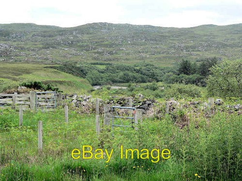 Photo 6x4 sheep handling - sheep,