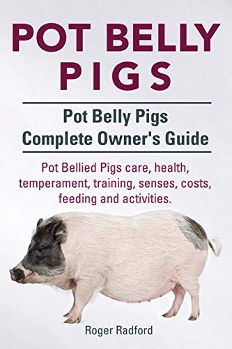 Pot belly pigs - belly,