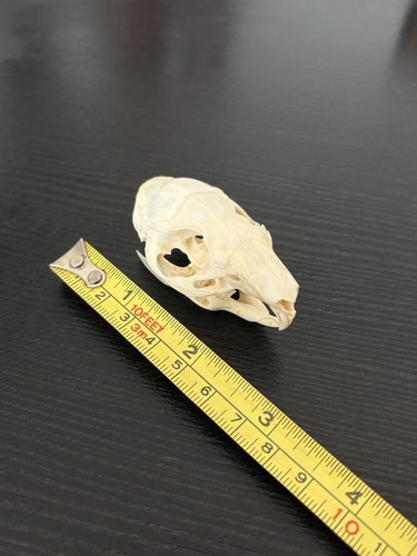 Genuine domestic guinea pig - genuine,