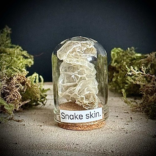 Snake skin curio jar - curio,