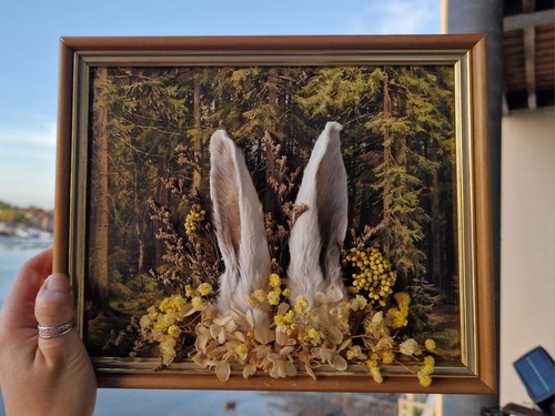 Real framed taxidermy - taxidermy, rabbit