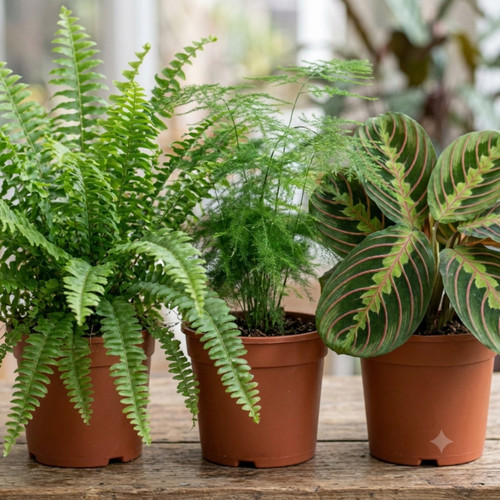 Indoor plants boston - plants, fern