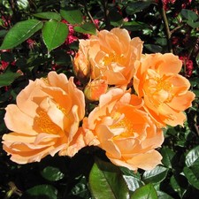 Bridge Of Sighs - 5.5lt Potted Climbing Garden Rose - Orange/Amber - Fragrant