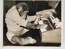 Chimpanzee Rosie-Mary Playing