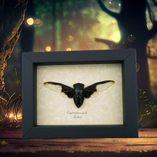Real Framed Cicada