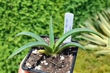 Agave victoriae-reginae ssp Swobodae - succulent - Cacti - Industrial Agaves