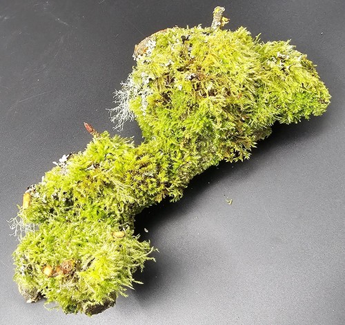 Moss log 20cm for - moss,