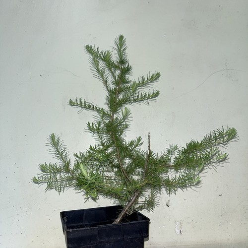 European larch larix decidea - larix,