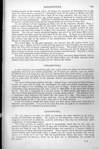Original old antique print - antique,