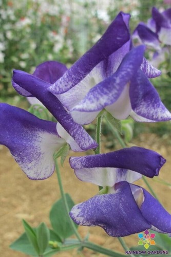 Solway sapphire semi dwarf - 50+,