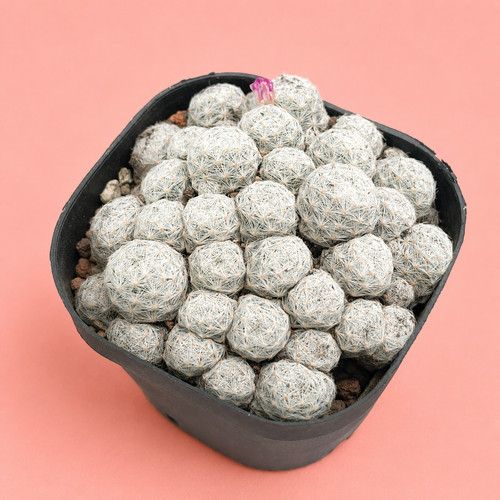 Mammillaria humboldtii - , f