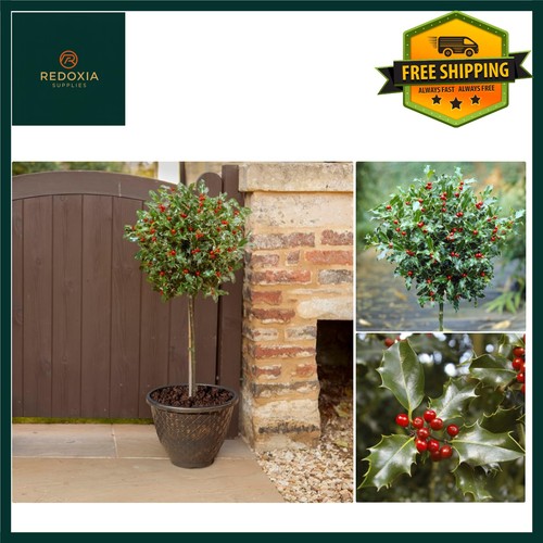 Vibrant holly tree blue - vibrant,