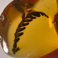 Burmese Amber Fossil: 99
