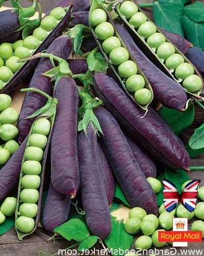 Pea seeds purple - pea,