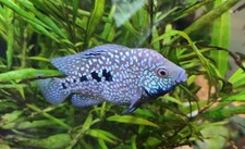 Blue Texas Cichlid Fish Herichthys carpintis about 3-4 inch