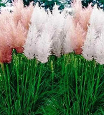 Pampas grass mix, Cortaderia