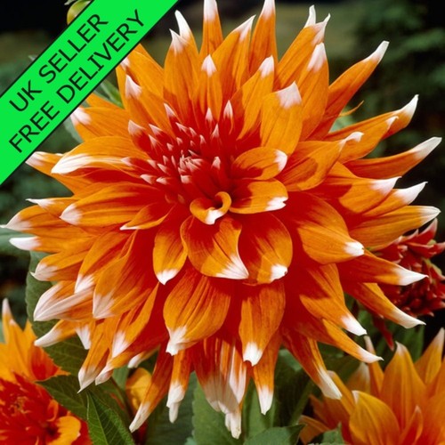 Decorative dahlia colour - dahlia,