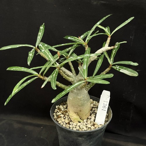 4cm adenium somalense - 3-4cm,