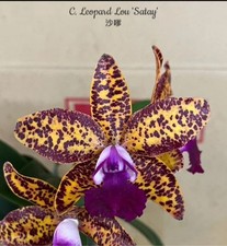 Cattleya Leopard Lou 'Satay'