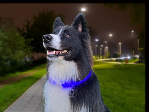 Light dog collar pet - up,