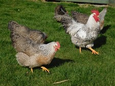 6 TASTY SILVER BIELEFELDER