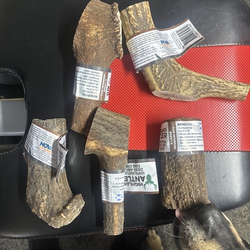 Antos antler natural dog - antler,