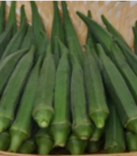 Okra seeds high yielding - seeds,