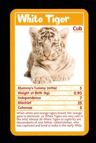 Info card baby - info, animal