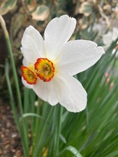 30 Daffodil or Narcissus