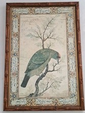 A Barbet Himalayan blue