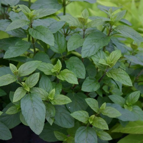Mint mentha piperita f - mentha,